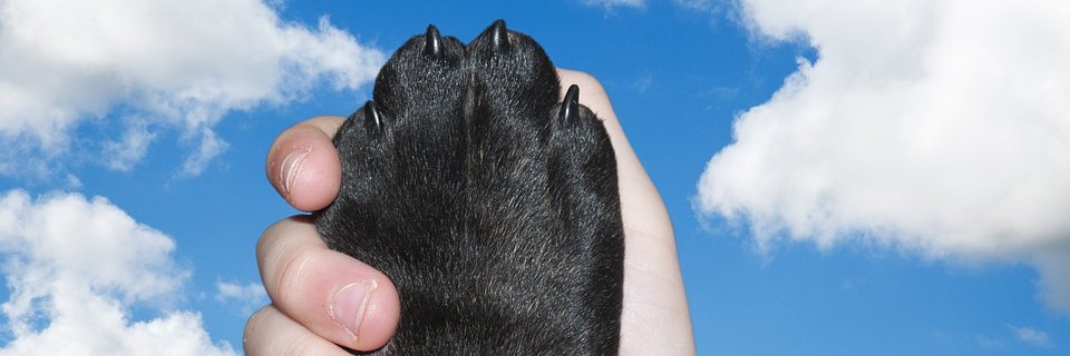 IPurpleand's profile banner image