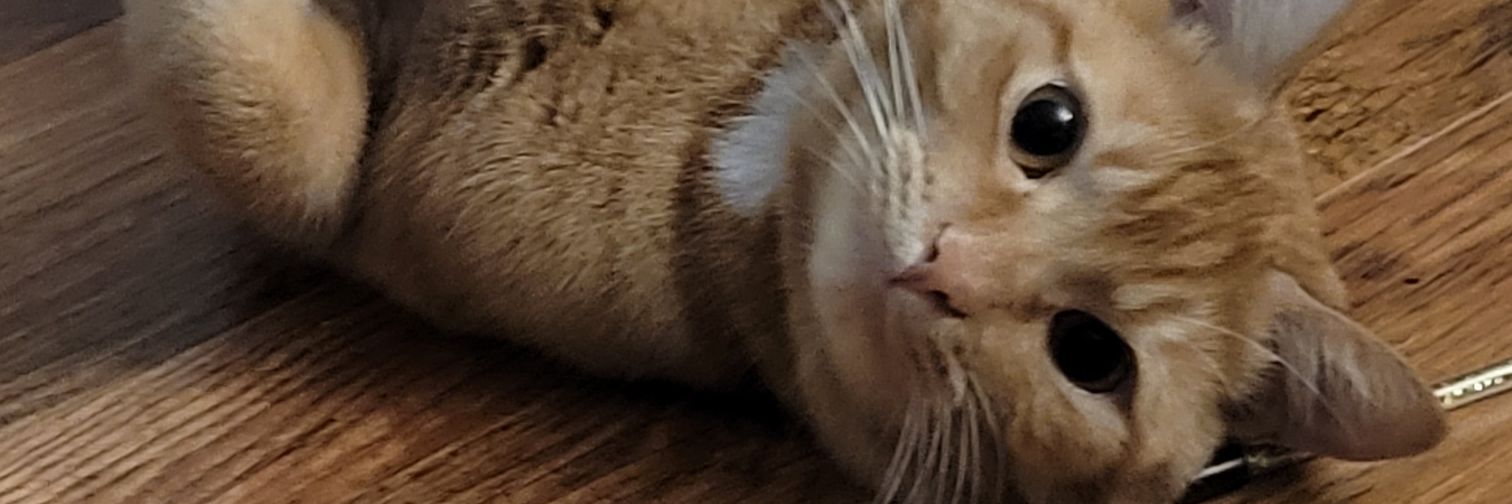 TheGayOnion's profile banner image