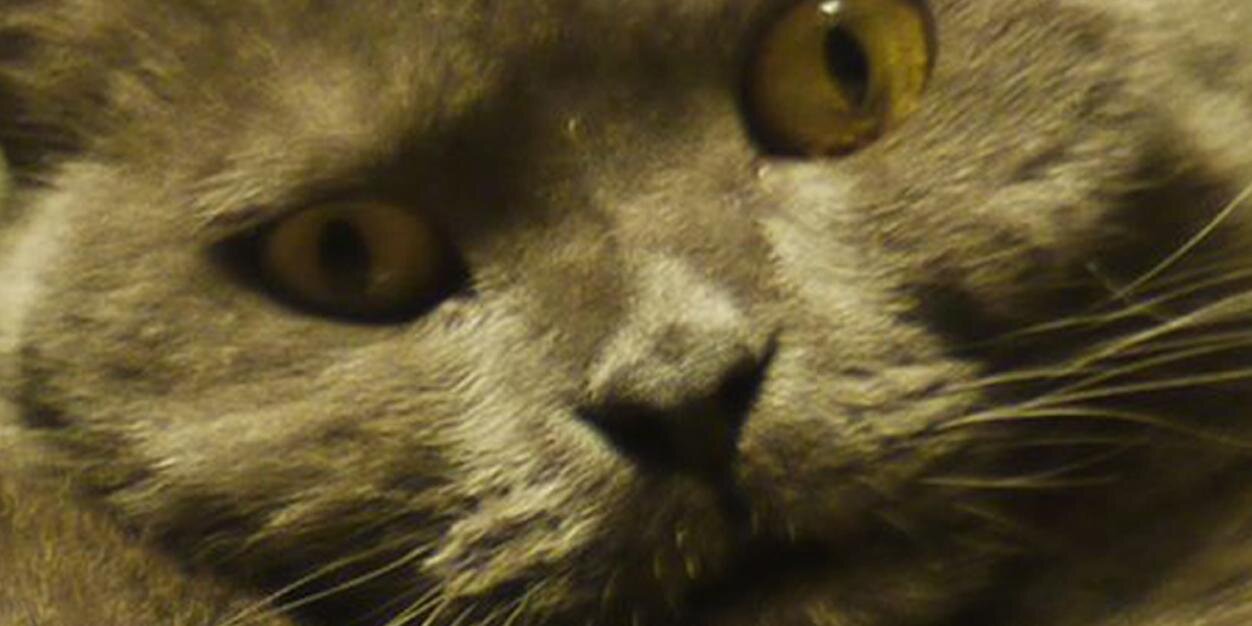 Giuseppe Bokanowsky banner