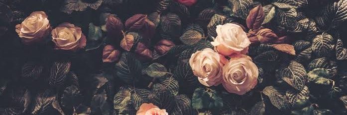 shezussg's profile banner image