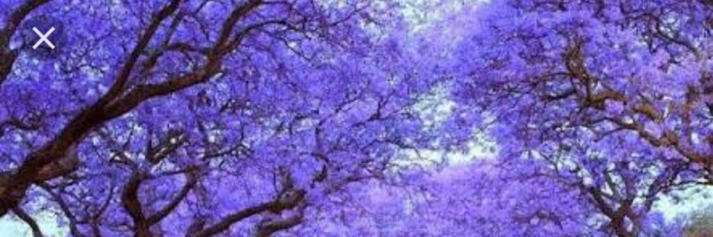 MonicaFederman's profile banner image