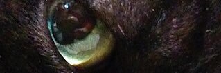 lessiecat's profile banner image