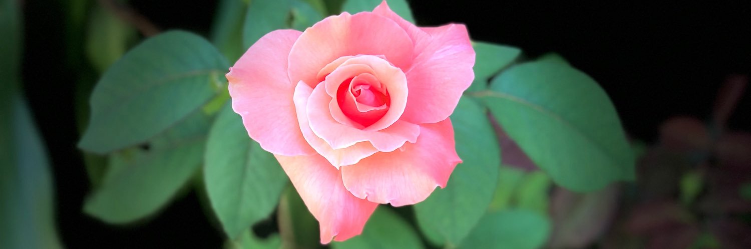 sbvalenta's profile banner image