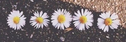 sophparedes's profile banner image