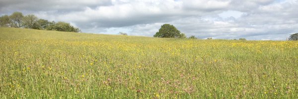 Big Meadow Search Profile Banner