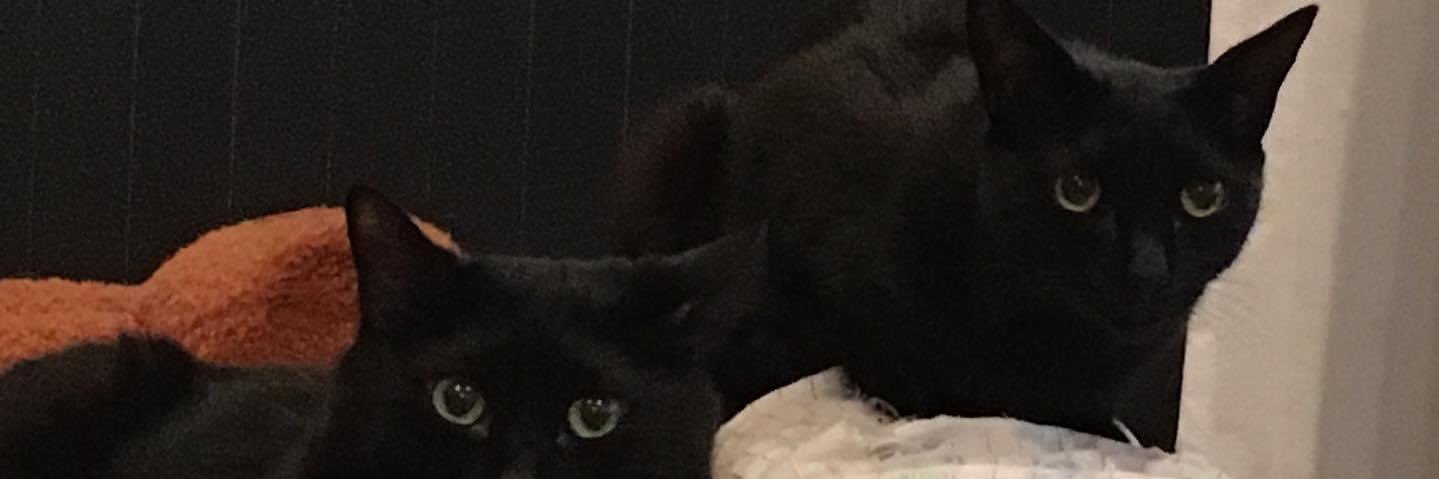 Roma__nee's profile banner image