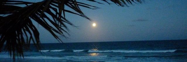 morena tropicana🌺 banner