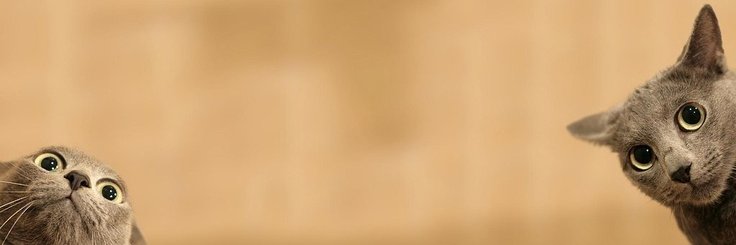 Polly_FL's profile banner image