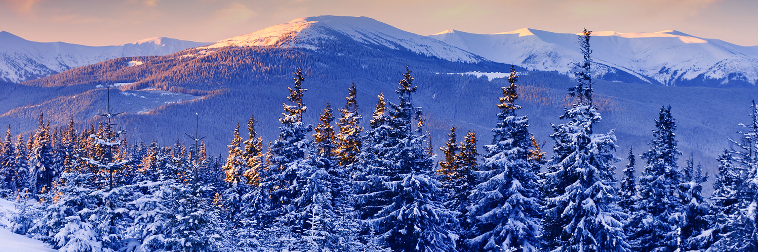 Cobi Druxerman banner