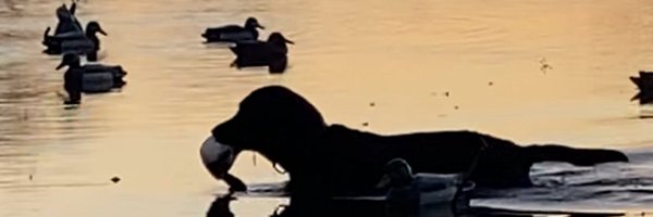 SuzieQuackers2 Profile Banner