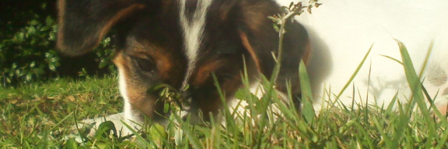 Sreddy13's profile banner image