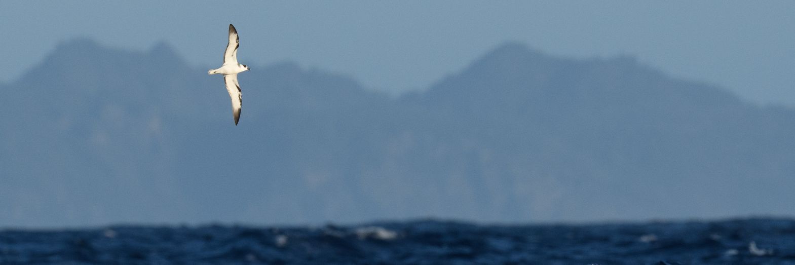 Ryo🎣 banner