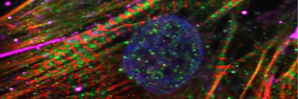 FarahSheikhLab Profile Banner