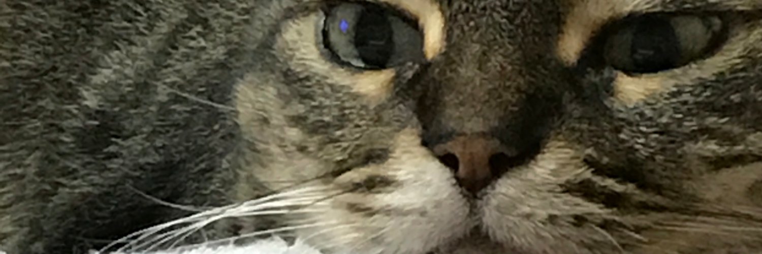 tomocomomomo's profile banner image