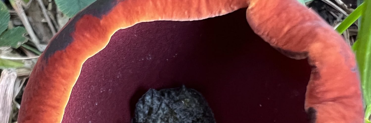 chaoticforager's profile banner image