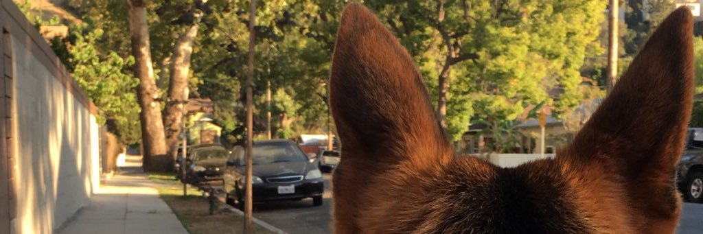 elRacoon21's profile banner image