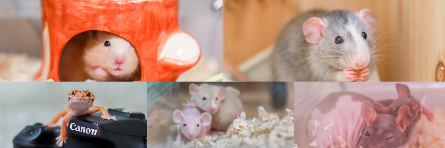 LITA🦎🐹🐀🐟 banner
