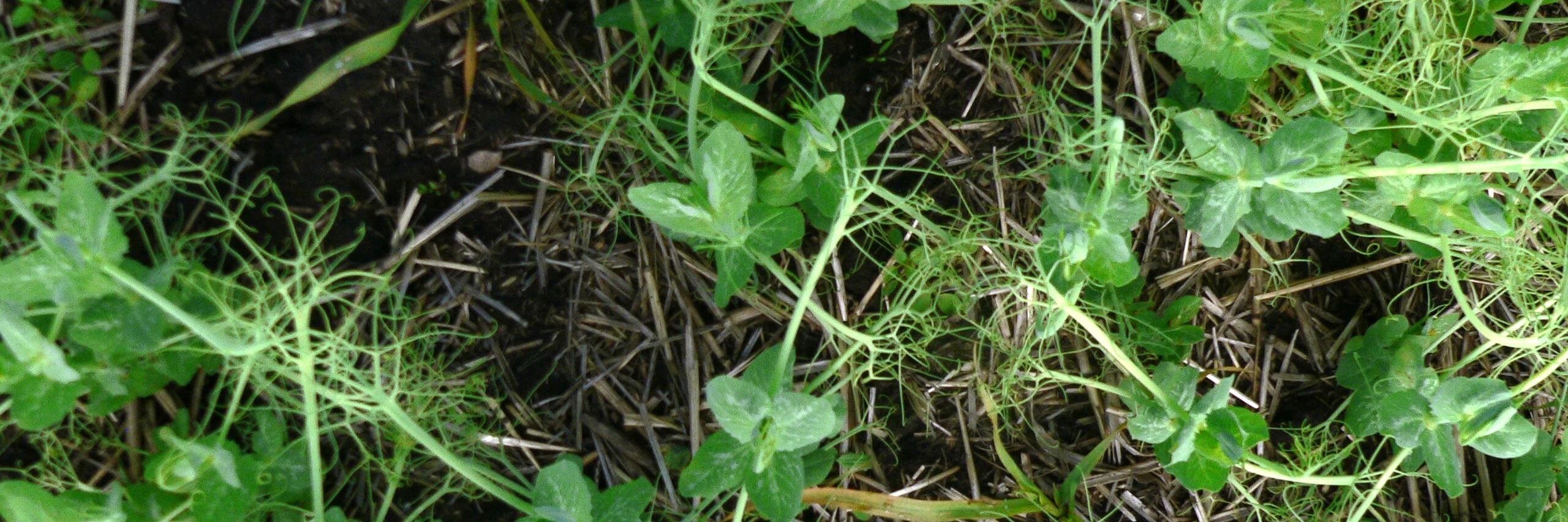 AB Pulse Growers banner