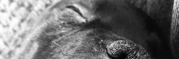 Zephys_ banner