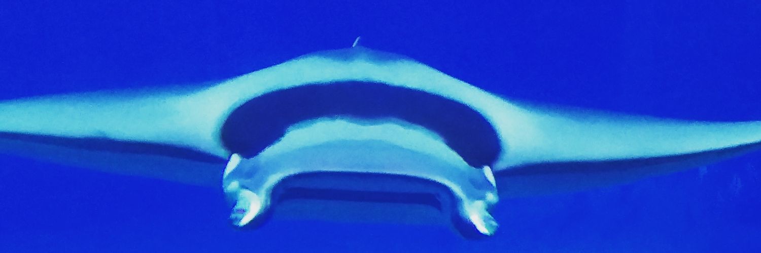バビオ banner