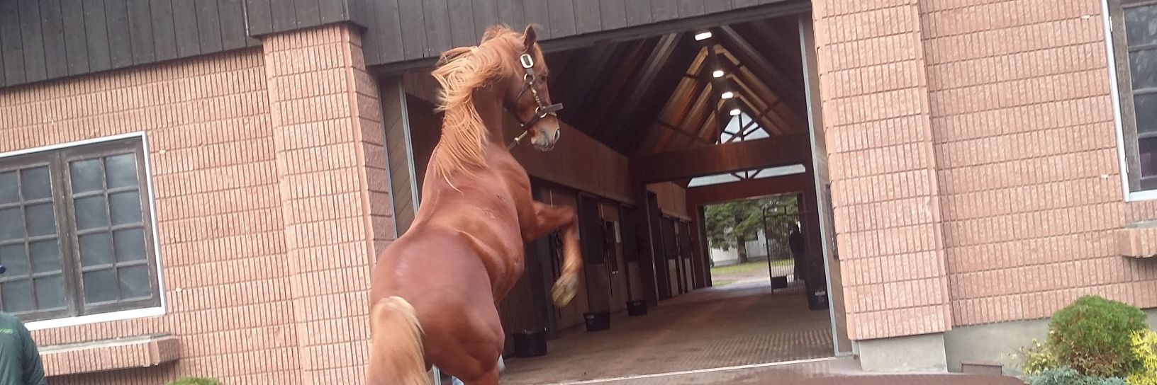 ぼぶちゃん🐴Temps Tendre🐴 banner