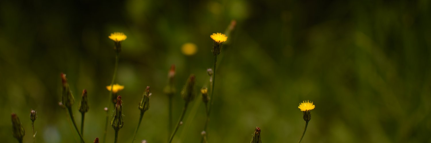 Kdolita's profile banner image