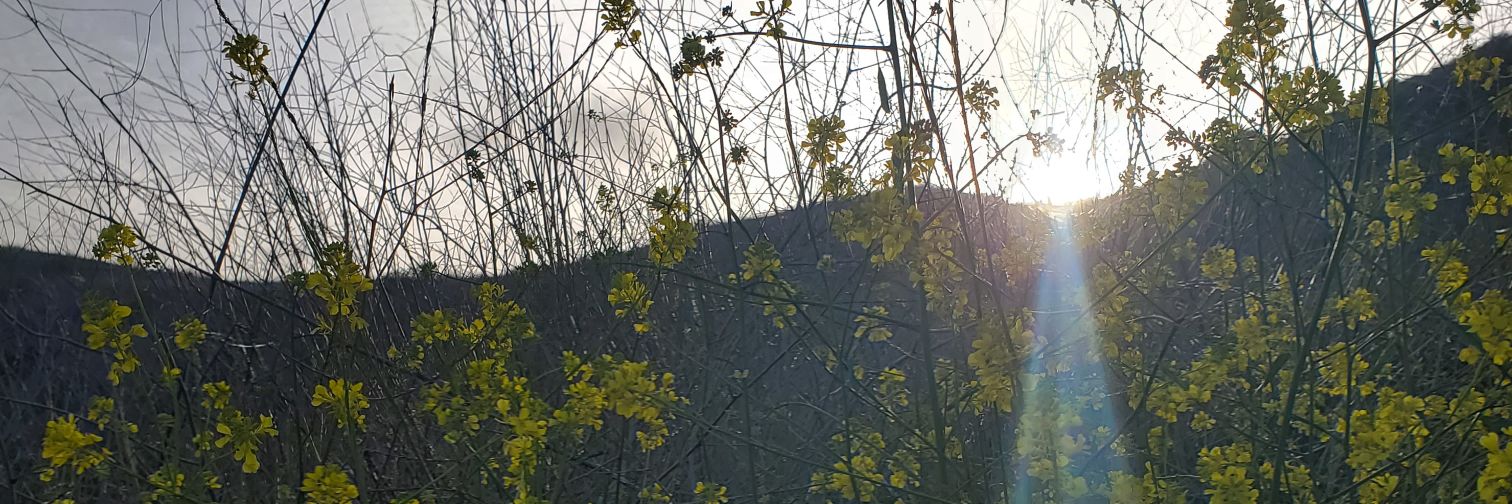 getfrecked banner