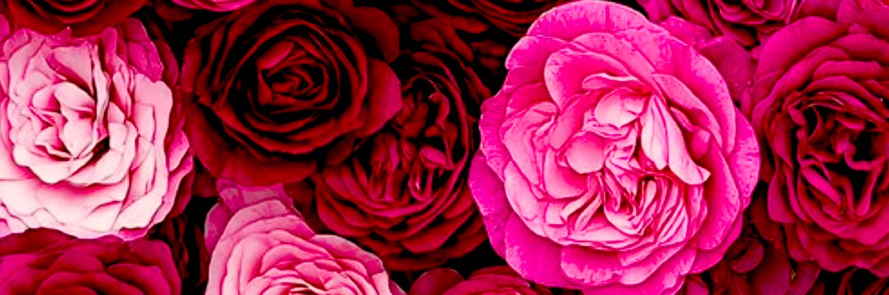 𝐍𝐈𝐊𝐊𝐈 banner