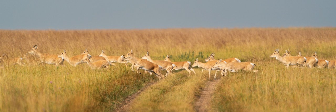 Global Initiative on Ungulate Migration's banner