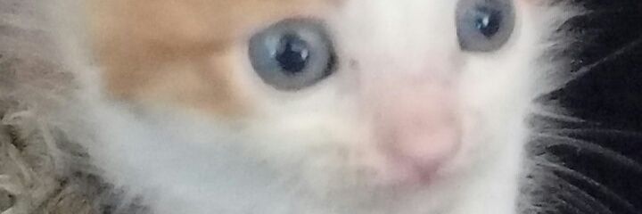 Margi banner