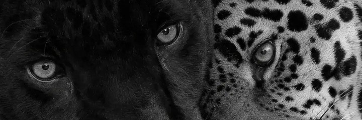 RulaMohmmed's profile banner image
