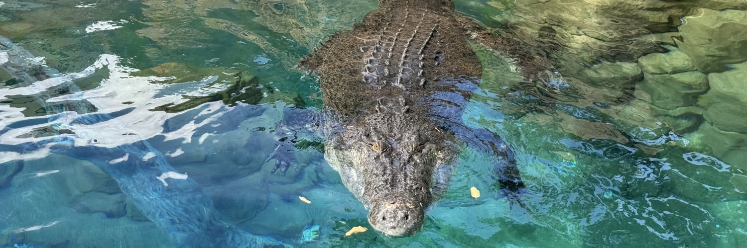 🐊ワニ倶楽部:菅原🐊's banner