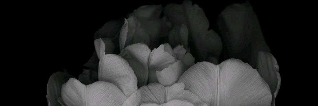 sayadevaaa's profile banner image