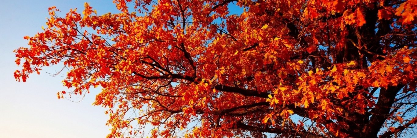 igodtomo's profile banner image