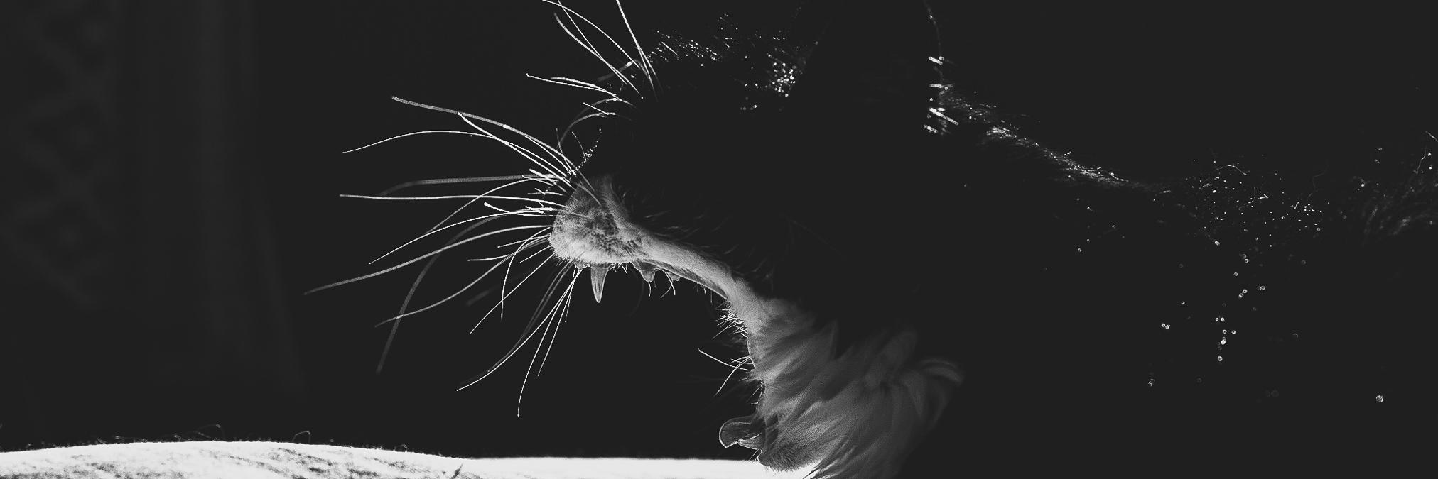 annikalepp's profile banner image