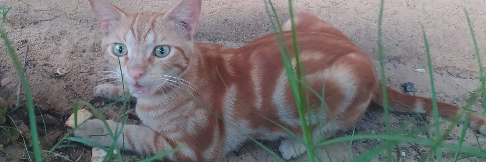 Homeless cat rescuer's banner