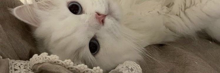 fxbiitha's profile banner image