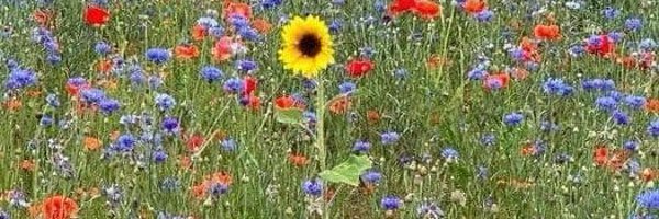 jimrosecircus1 Profile Banner