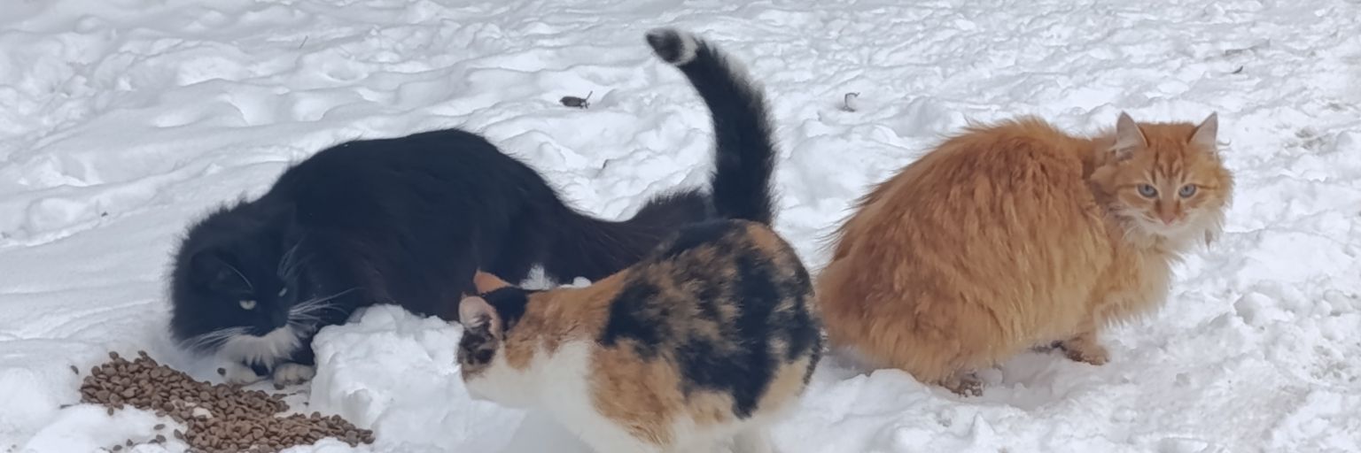 котик - на полставки banner