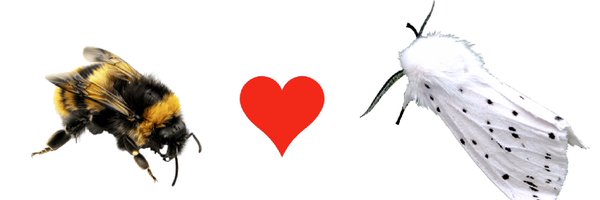 tingusbungus Profile Banner