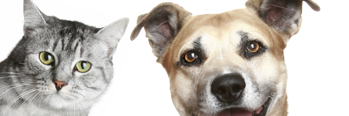 viaanimal's profile banner image