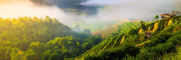 IUCN_forests Profile Banner