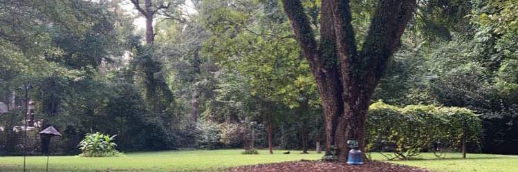 DudeThatPlants's profile banner image