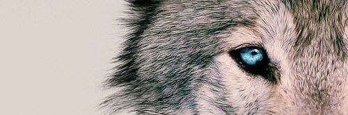 ᕼ𝐚𝐦𝐢𝐬𝐡 banner