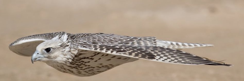 saker_falcoon's profile banner image