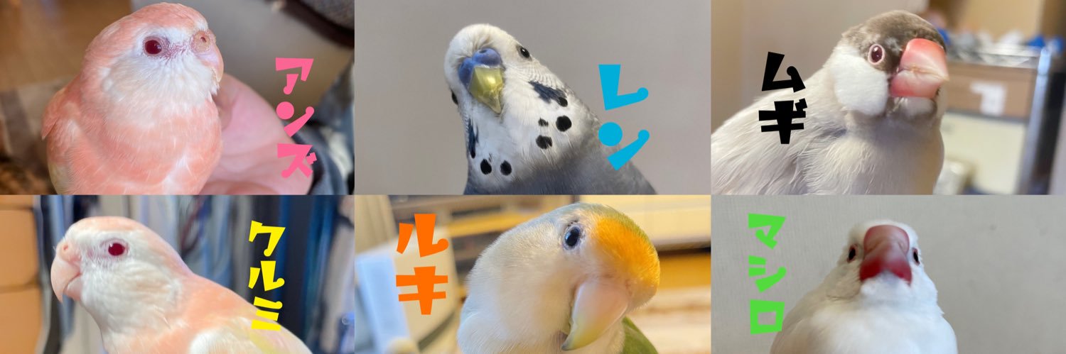 クロエ🐦＠鳥垢 banner