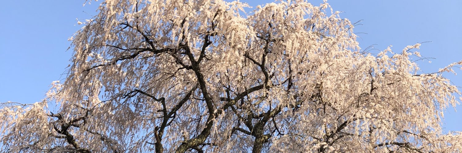 mochiko01's profile banner image