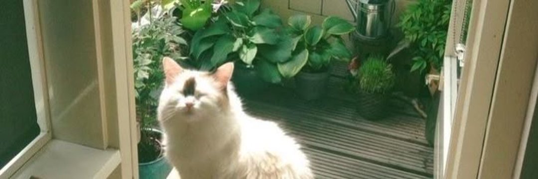 𝕾𝖊𝖑𝖎𝖓𓂃 ࣪˖ ִֶָ་༘࿐ banner