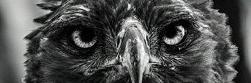 ramsesval's profile banner image