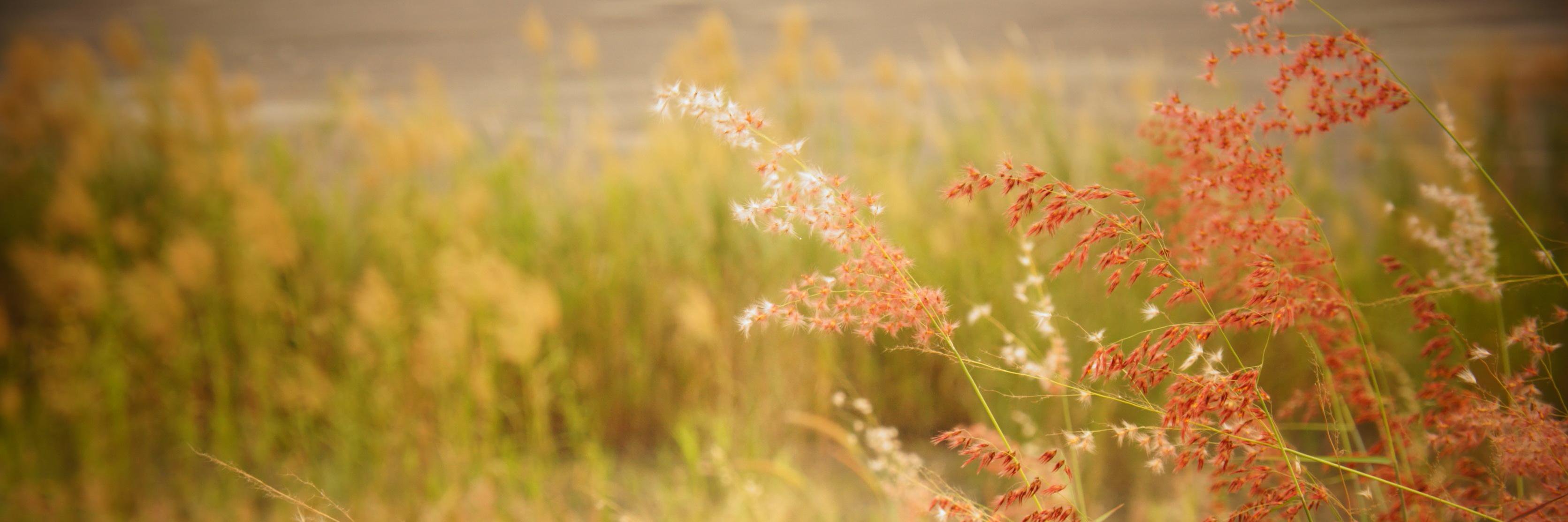 WeselyOng's profile banner image